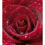Tapet Dimex Red Rose