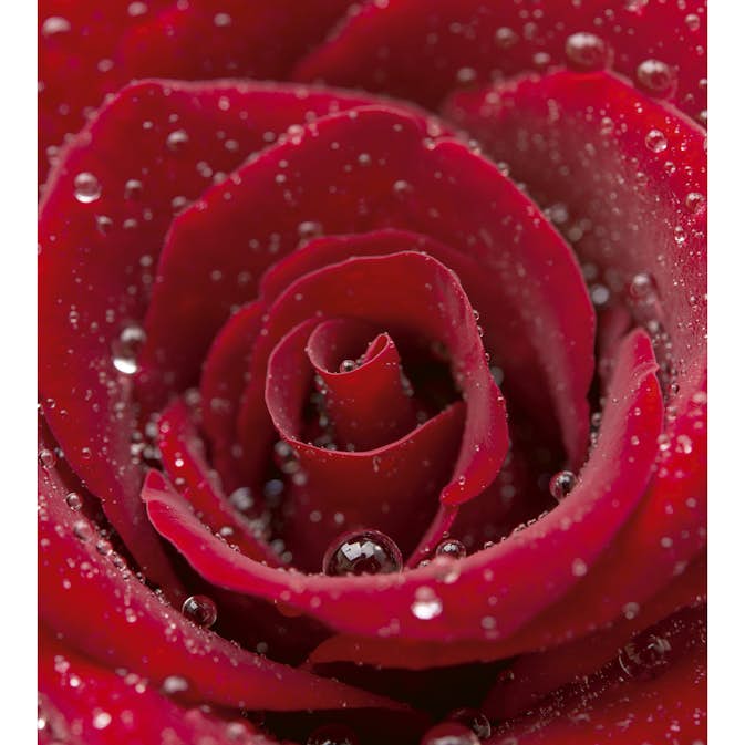 Tapet Dimex Red Rose