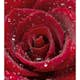 Tapet Dimex Red Rose