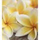 Tapet Dimex Plumeria