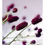 Tapet Dimex Floral Violet