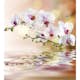 Tapet Dimex White Orchid