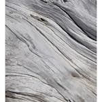 Tapet Dimex Tree Texture