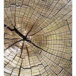 Tapet Dimex Wood