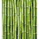 Tapet Dimex Bamboo