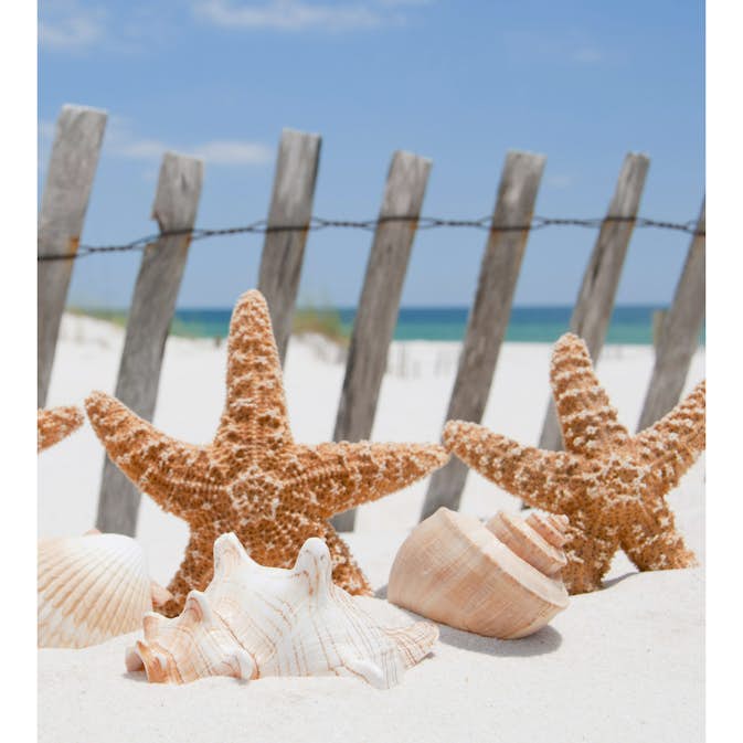 Tapet Dimex Starfish