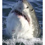 Tapet Dimex Shark