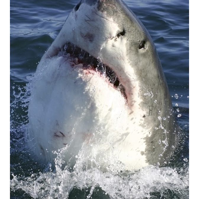 Tapet Dimex Shark
