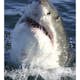 Tapet Dimex Shark