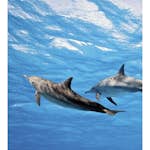 Tapet Dimex Dolphins