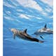 Tapet Dimex Dolphins