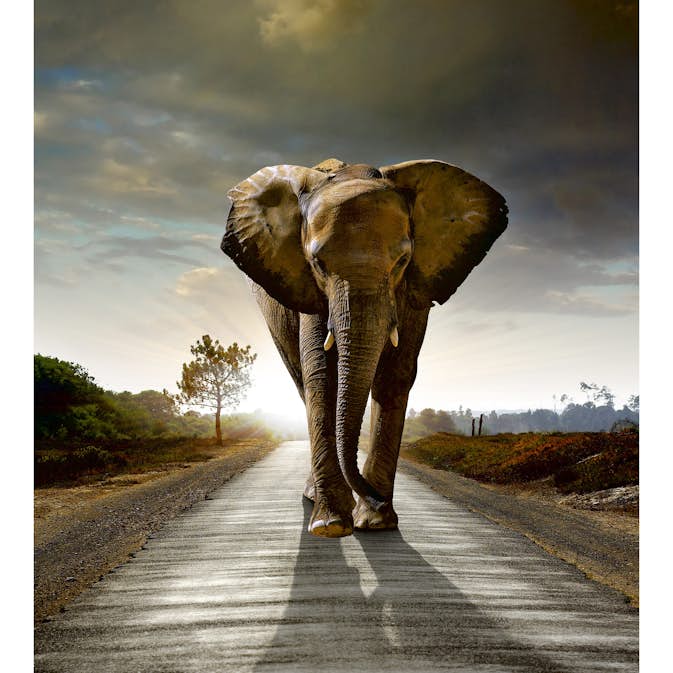 Tapet Dimex Walking Elephant