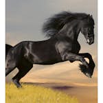 Tapet Dimex Horse