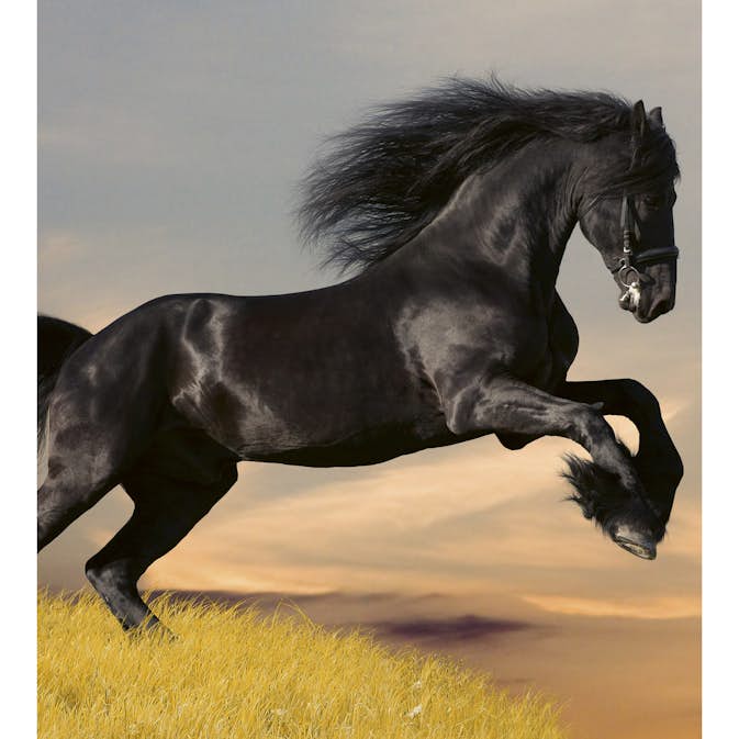 Tapet Dimex Horse