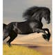 Tapet Dimex Horse
