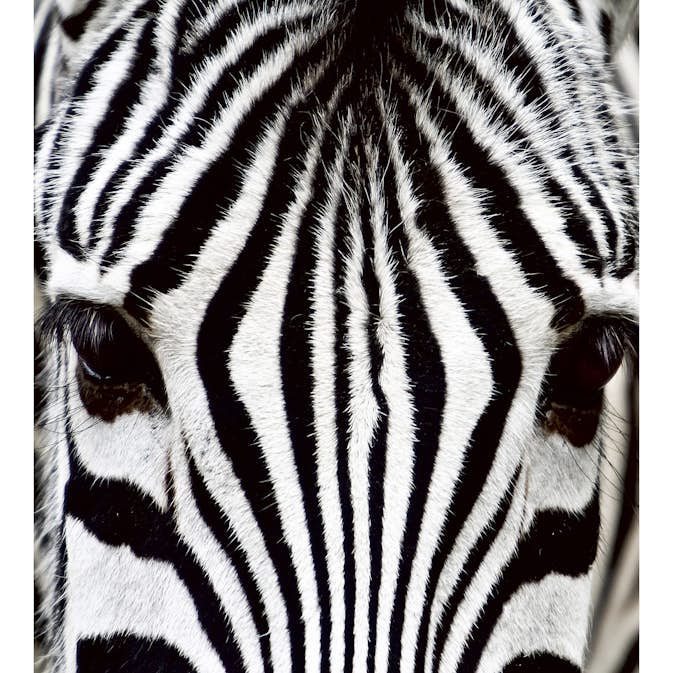 Tapet Dimex Zebra