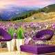 Tapet Dimex Crocuses at Spring