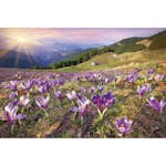 Tapet Dimex Crocuses at Spring