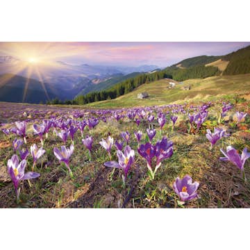 Tapet Dimex Crocuses at Spring