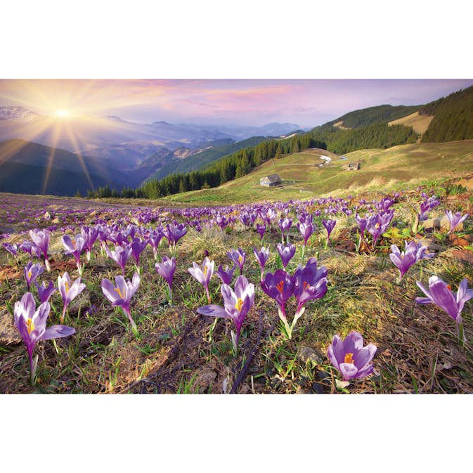 Tapet Dimex Crocuses at Spring
