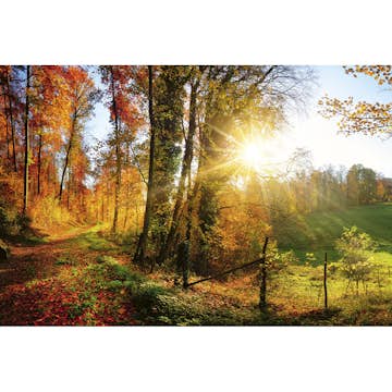 Tapet Dimex Forest Walk
