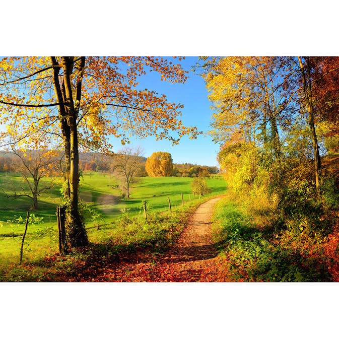 Tapet Dimex Meadow