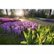 Tapet Dimex Hyacint Flowers