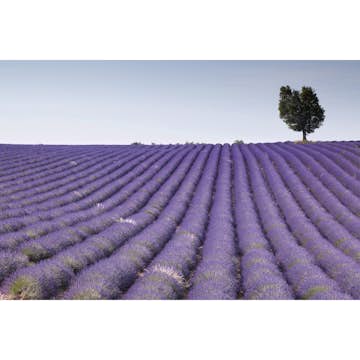 Tapet Dimex Lavender Field