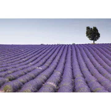 Tapet Dimex Lavender Field