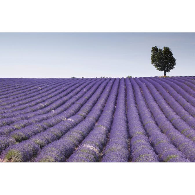 Tapet Dimex Lavender Field