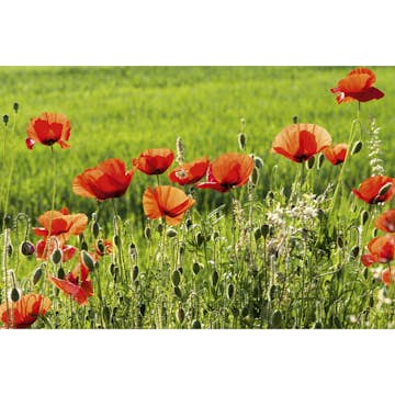 Tapet Dimex Poppy Field