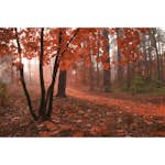 Tapet Dimex Misty Forest