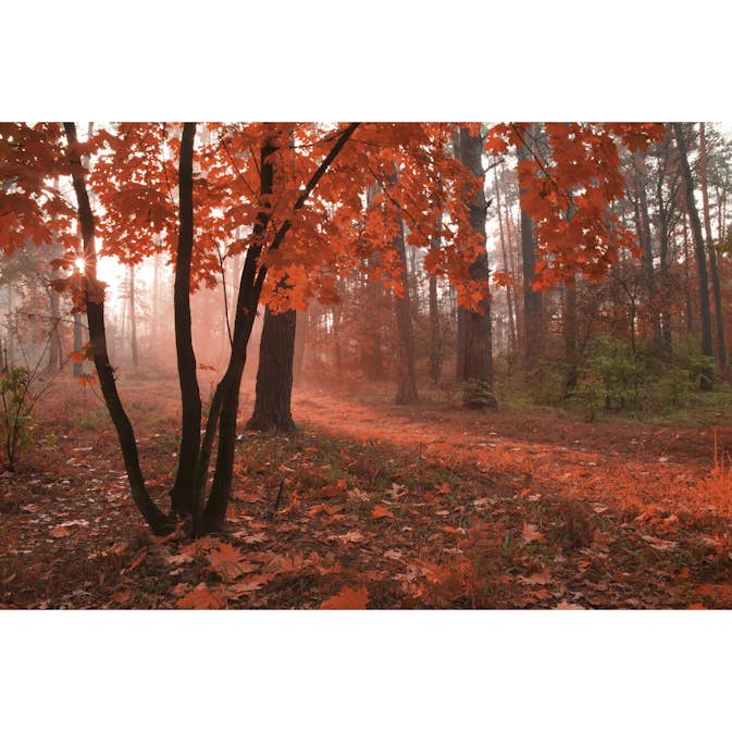 Tapet Dimex Misty Forest