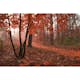 Tapet Dimex Misty Forest