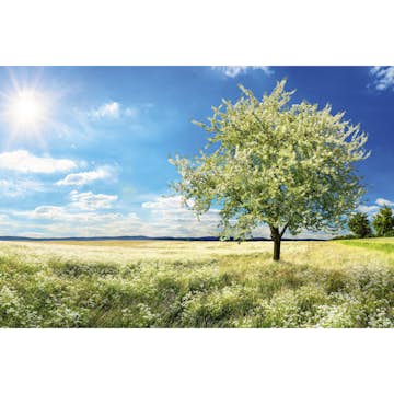 Tapet Dimex Blossom Tree