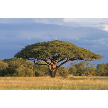 Tapet Dimex Acacia Tree