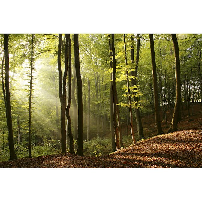 Tapet Dimex Forest