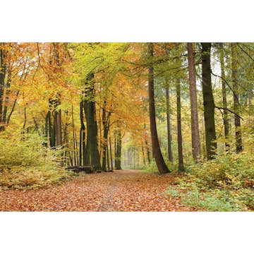 Tapet Dimex Autumn Forest