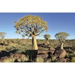 Tapet Dimex Namibia