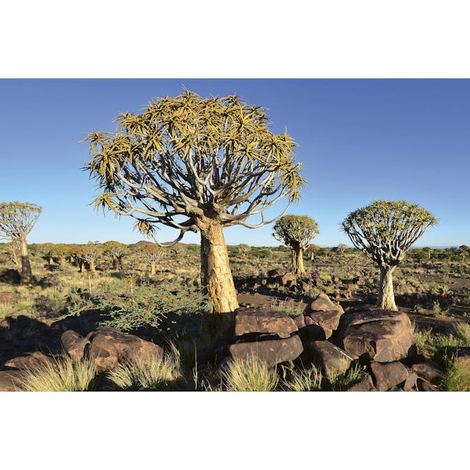 Tapet Dimex Namibia