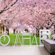 Tapet Dimex Cherry Trees