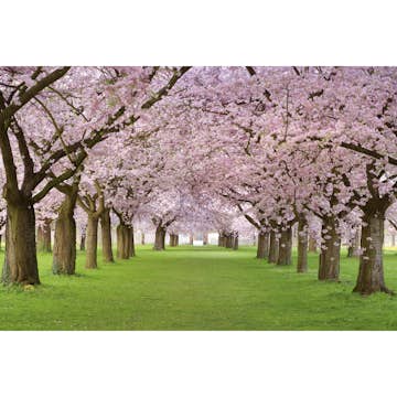 Tapet Dimex Cherry Trees