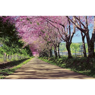 Tapet Dimex Blossom Alley