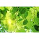 Tapet Dimex Green Leaves