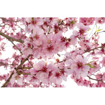 Tapet Dimex Apple Blossom