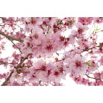 Tapet Dimex Apple Blossom