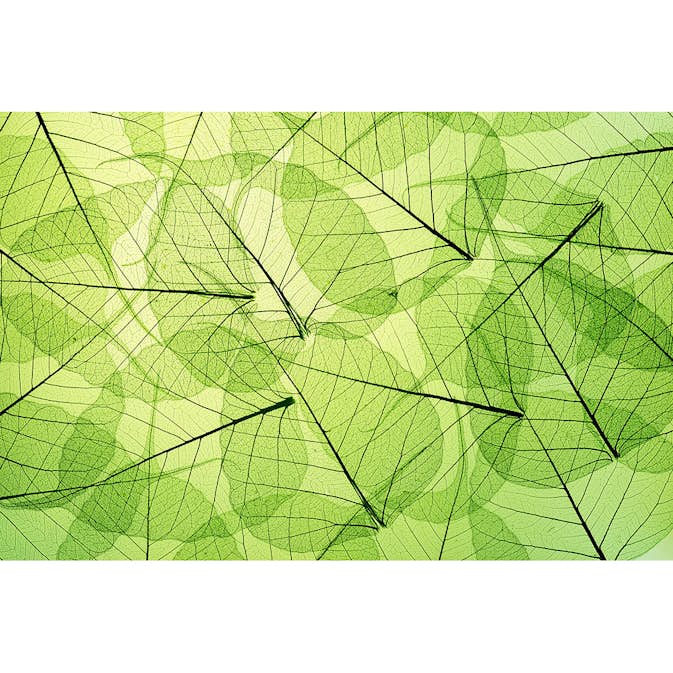 Tapet Dimex Leaf Veins