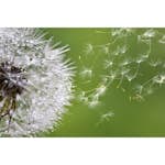 Tapet Dimex Blowing Dandelion