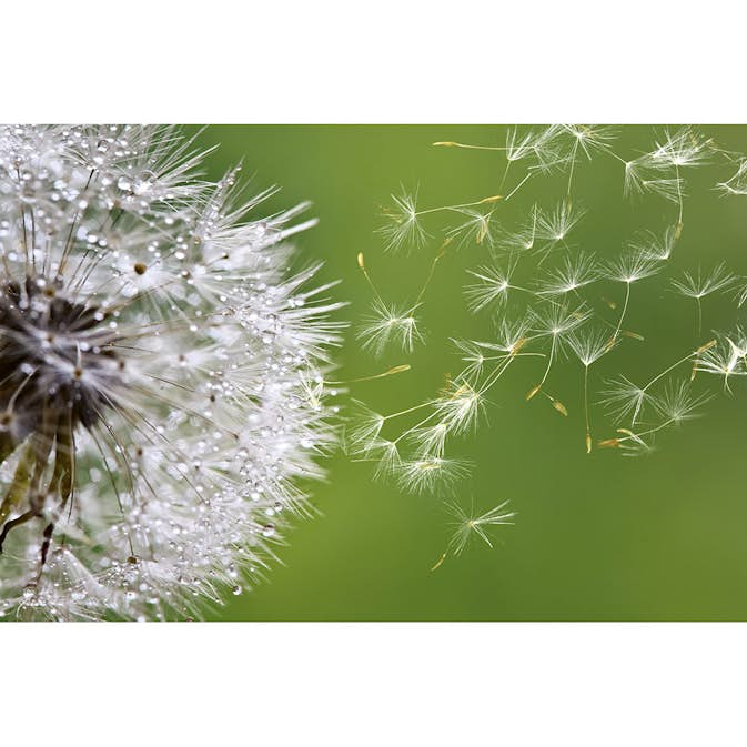 Tapet Dimex Blowing Dandelion