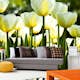 Tapet Dimex White Tulips